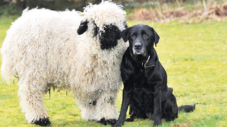 Köpeğe baka baka kuzu olduğunu unuttu!