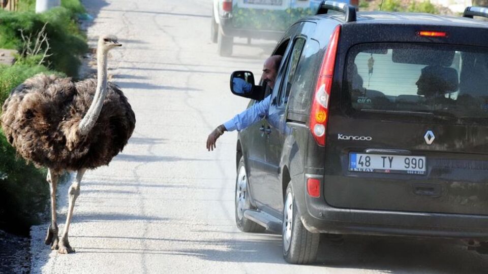 Sürücüler şaşkın! "Nereye böyle Bihter"