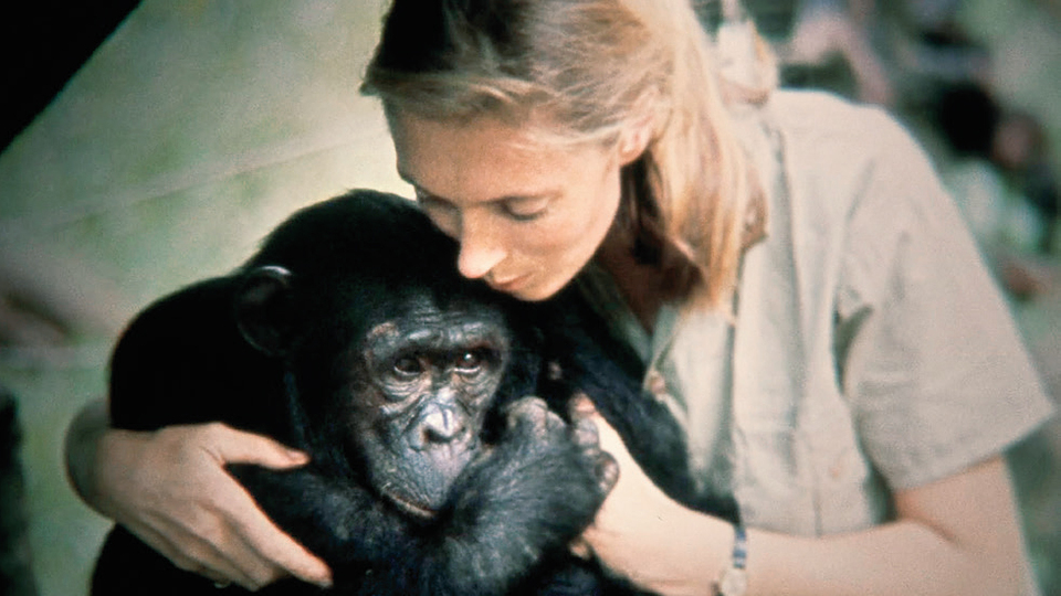 'Zamanımızın panzehri: Jane'