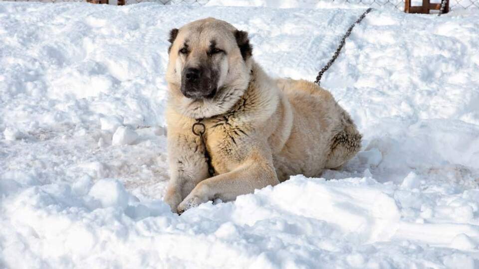 Sahip çıktı, başına gelmeyen kalmadı