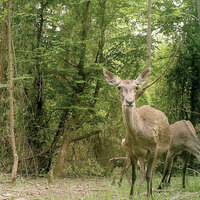 İstanbul’un yaban hayatı fotokapanlar ile görüntülendi!