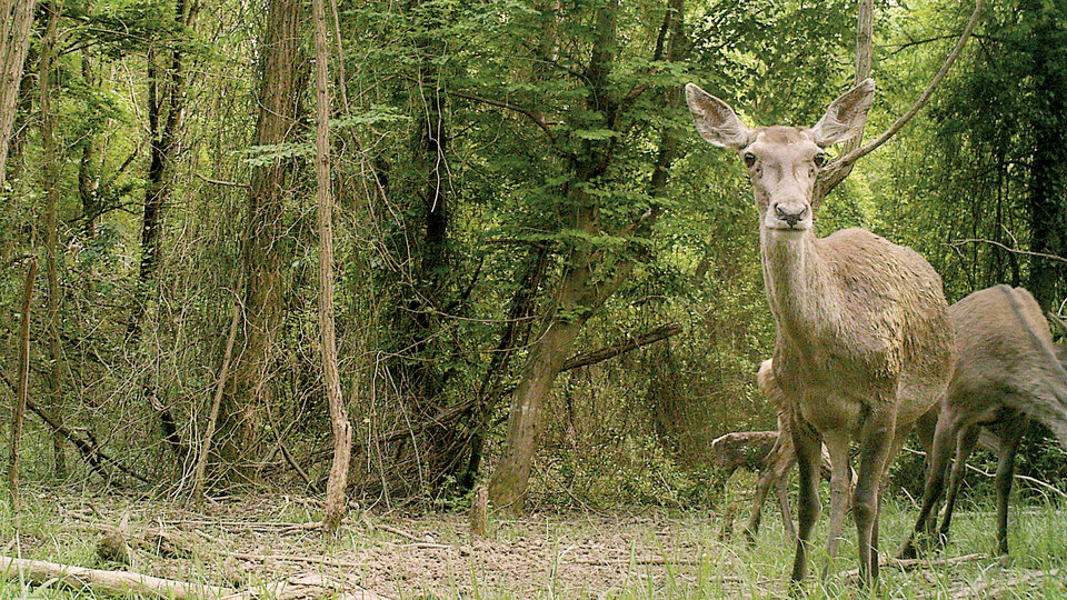 İstanbul'un yaban hayatı fotokapanlar ile görüntülendi!