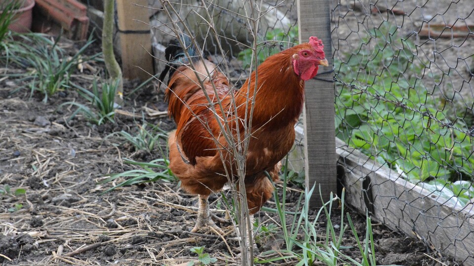 Sinop'ta yumurtlayan bir horoz şaşkınlığa yol açtı!