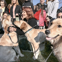 9 rehber köpek daha 5 aylık eğitime başlıyor