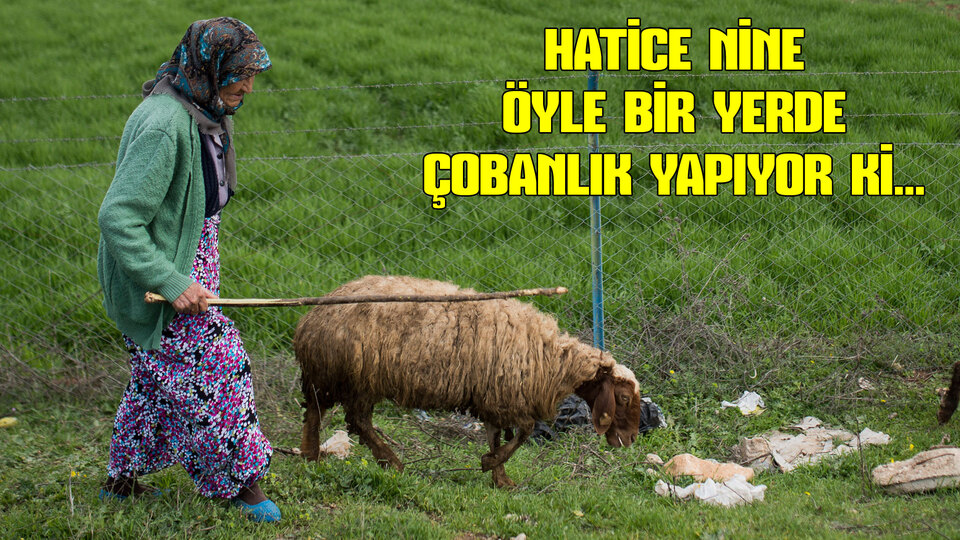 86 yaşındaki Hatice Nine öyle bir yerde çobanlık yapıyor ki...