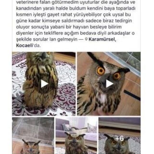 Önce tedavi etti sonra sosyal medyada satışa çıkardı