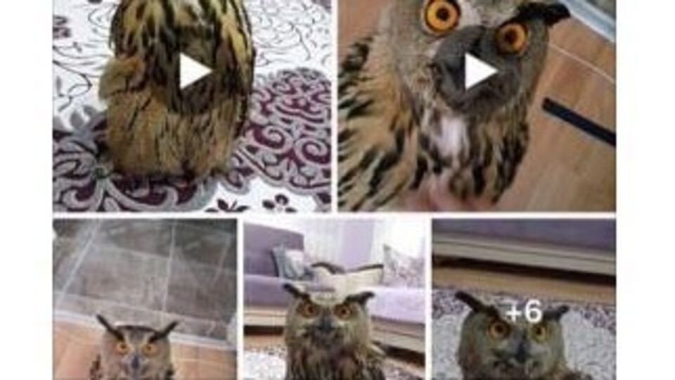 Önce tedavi etti sonra sosyal medyada satışa çıkardı