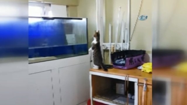 Ava giden kedi avlandı