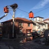 Elektrik direğini, leylek yuvasına zarar vermeden taşıdılar!