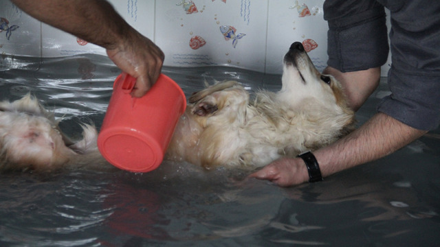 Sokak köpeklerine on numara bakım!
