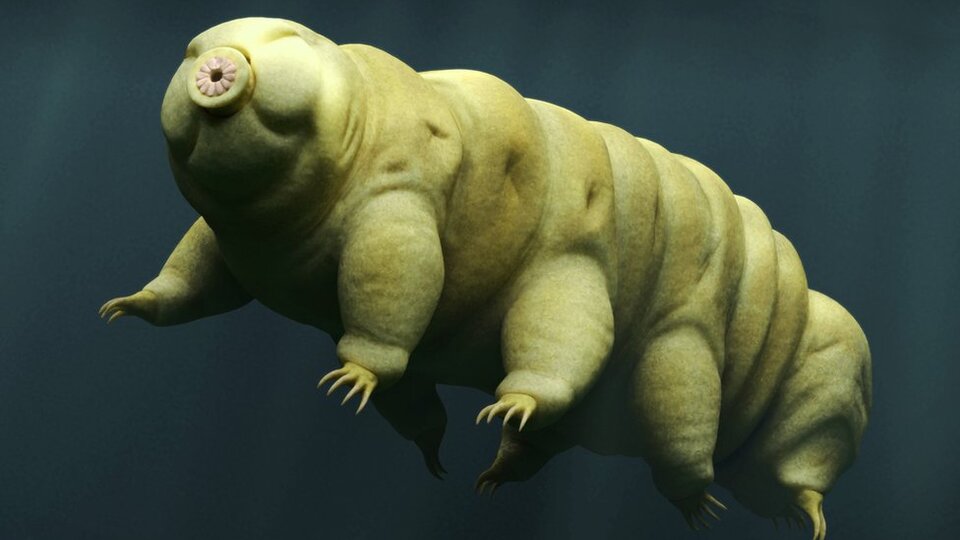 Dünyanın en dayanıklı canlısı: Su ayısı