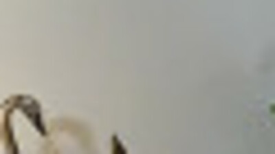 Kalbimdeki Deniz yeni bölüm fragmanı yayınlandı mı?