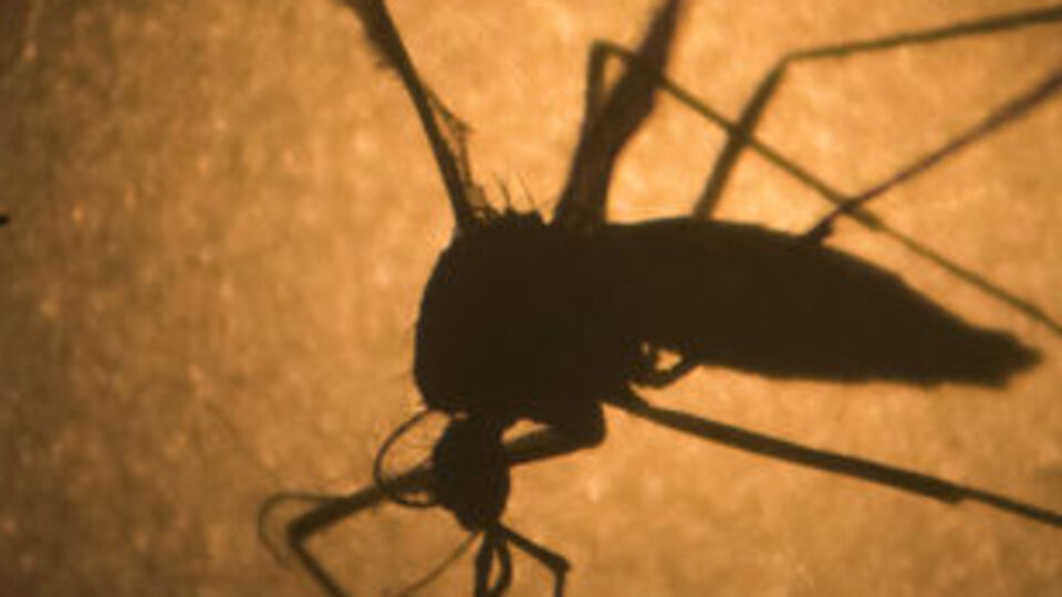 Zikanın yayılmasını kolaylaştıran bir protein türü keşfedildi