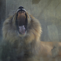 Aslan saldırdı festival sonlandırıldı
