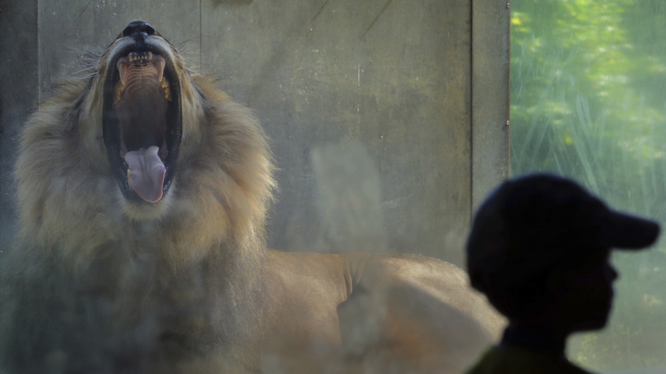 Aslan saldırdı festival sonlandırıldı