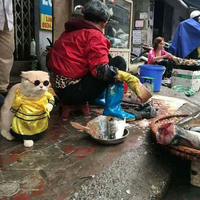 Balıkçı kedi sosyal medyada fenomen oldu