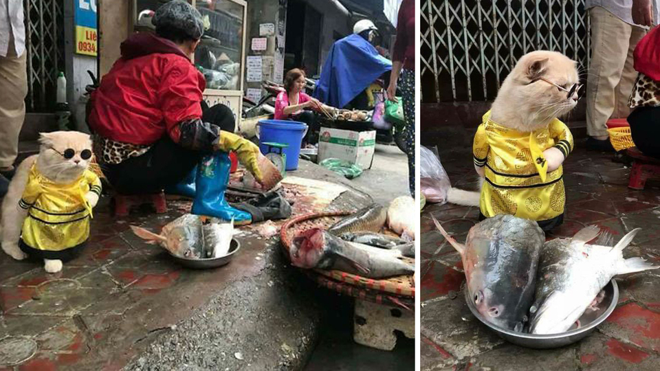 Balıkçı kedi sosyal medyada fenomen oldu