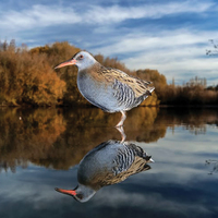 2018'in en güzel kuşları!