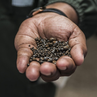 Samsung ve Apple maden avına çıktı: Kilosu 80 dolar!