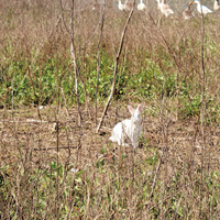 Haliç tavşanının açlıkla imtihanı!