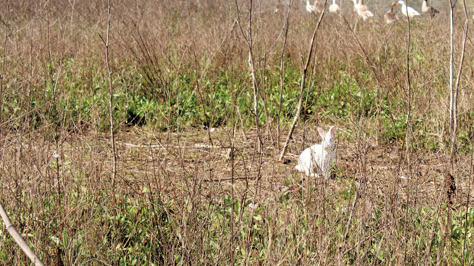 Haliç tavşanının açlıkla imtihanı!