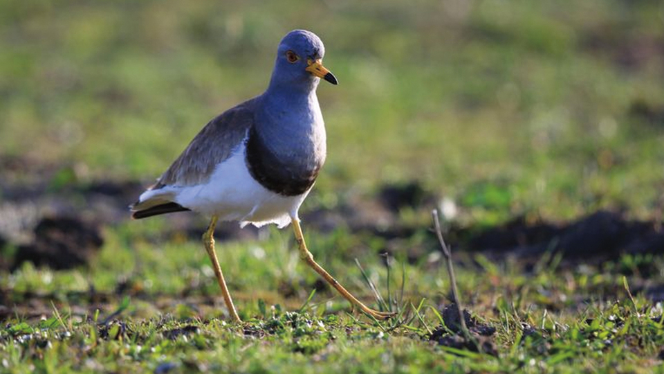 Samsun'da görüntülendi, Türkiye için bir ilk!