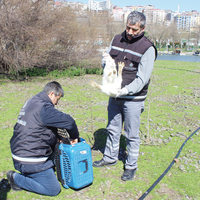 Haliç tavşanlarına İBB ekipleri müdahale etti