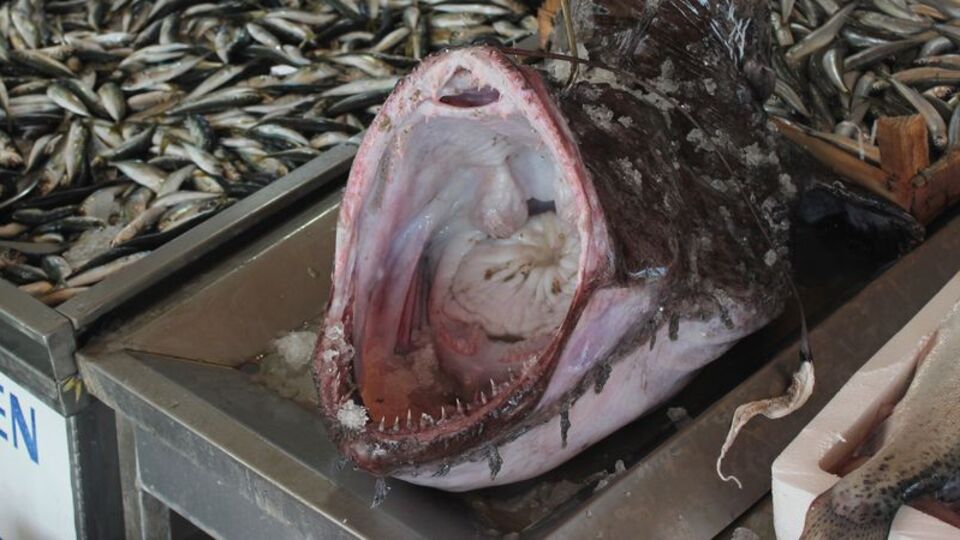 Görenleri korkuttu! 20 kat daha büyük