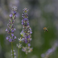 Lavanta yağı kullanan erkeklere kötü haber: Meme büyümesi yapıyormuş...