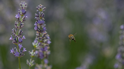 Lavanta yağı kullanan erkeklere kötü haber: Meme büyümesi yapıyormuş...