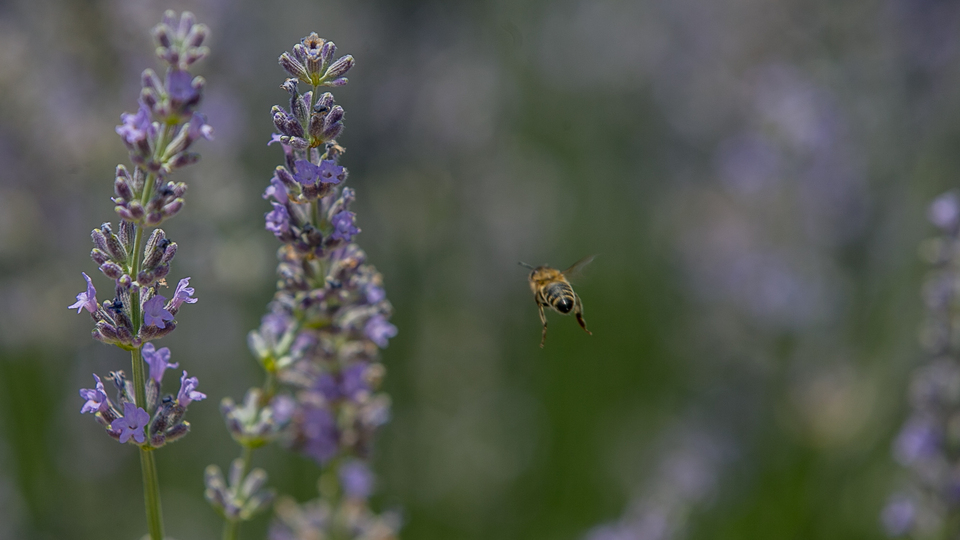 Lavanta yağı kullanan erkeklere kötü haber: Meme büyümesi yapıyormuş...