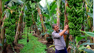 Fiyatlar artınca muz seraları çoğaldı
