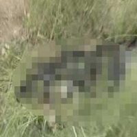 Caniler zehirli etle katliam yaptı!