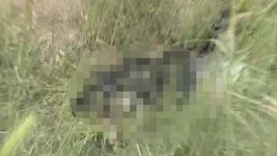 Caniler zehirli etle katliam yaptı!