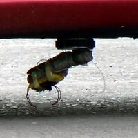 Eşinin otomobiline bomba koyduğu kadın: Sezai çok akıllı bir insan, bunu patlatmak için yapmıştır