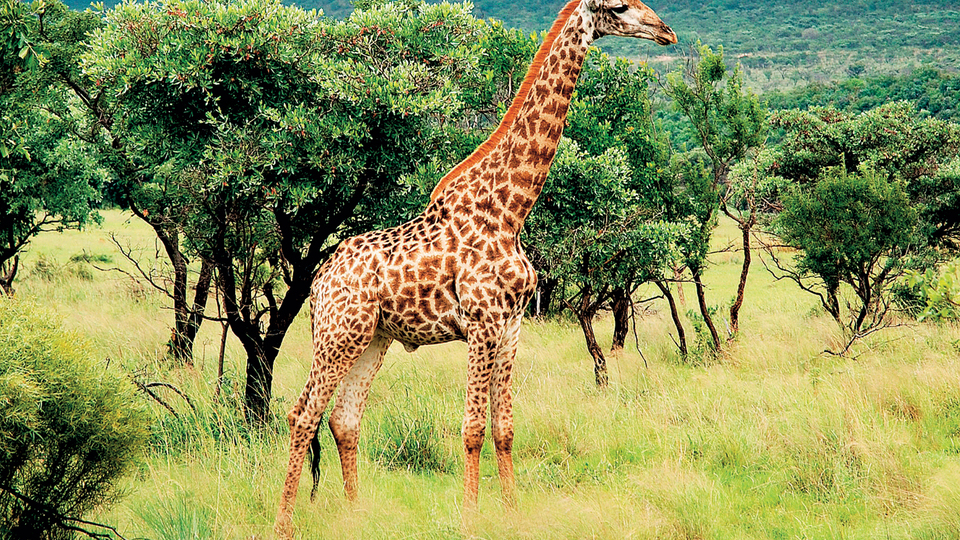 Güney'in kalbi Joburg