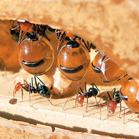 Kendinizi alıştırın, kısık ateşte az yağlı karınca larvası ve dahası!