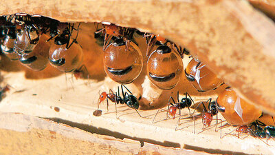 Kendinizi alıştırın, kısık ateşte az yağlı karınca larvası ve dahası!