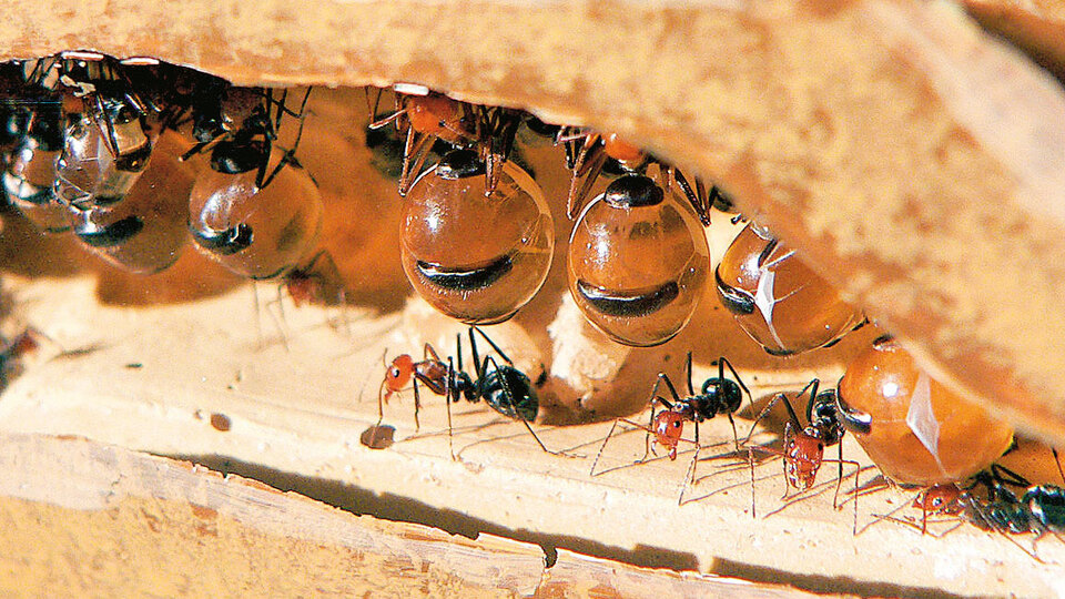 Kendinizi alıştırın, kısık ateşte az yağlı karınca larvası ve dahası!
