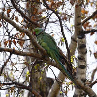 Anıtkabir’in egzotik misafirleri!