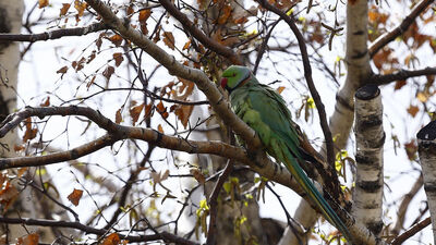 Anıtkabir'in egzotik misafirleri!