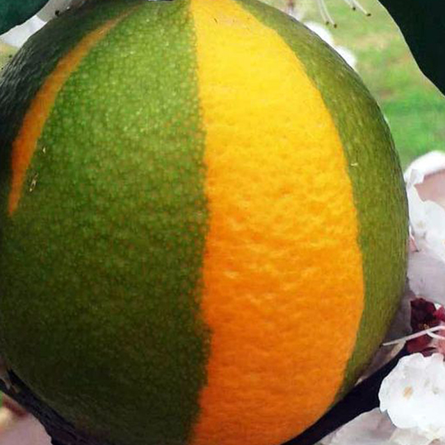 Yarısı limon, yarısı portakal meyve hayrete düşürdü