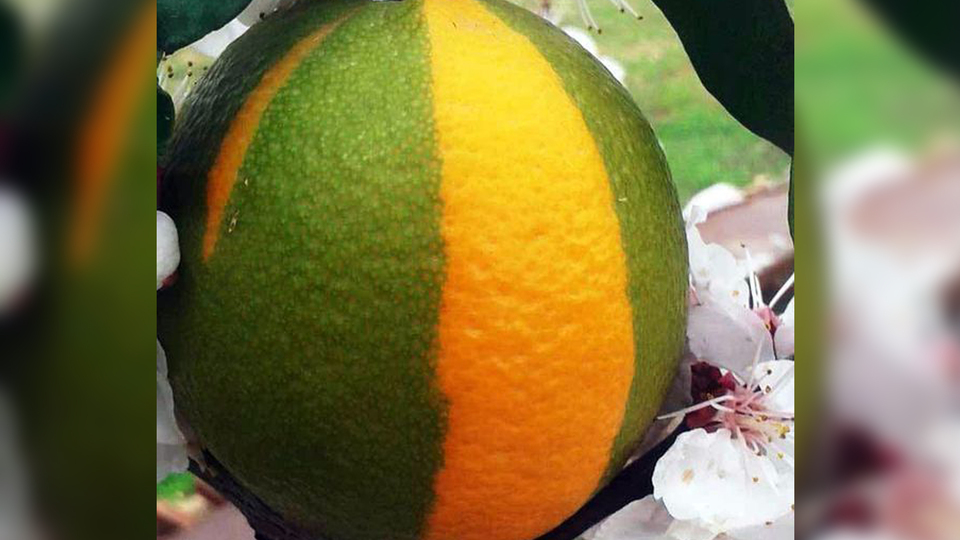 Yarısı limon, yarısı portakal meyve hayrete düşürdü