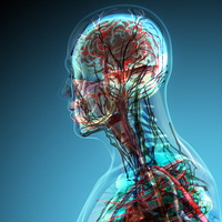 İnsan vücudunda yepyeni bir organ keşfedildi... En büyük organ olabilir