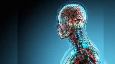 İnsan vücudunda yepyeni bir organ keşfedildi... En büyük organ olabilir