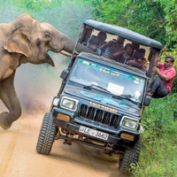 Meraklı fil safariye burnunu soktu