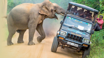 Meraklı fil safariye burnunu soktu