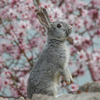 Akdamar Adası'nın şirin sakinleri! Baharı karşıladılar