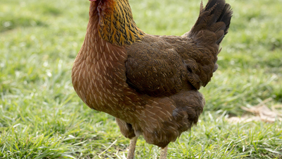 Başı kopan tavuğun 10 gündür yaşadığı iddia edildi!