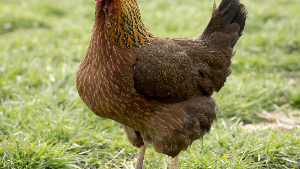 Başı kopan tavuğun 10 gündür yaşadığı iddia edildi!